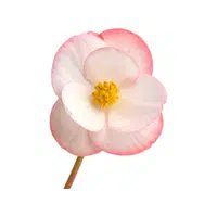 Begonia