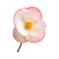 Begonia