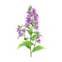 Bellflower