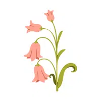 Bellflower