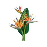 Bird of Paradise