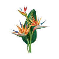 Bird of Paradise