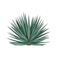 Blue Agave