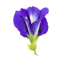Blue Pea
