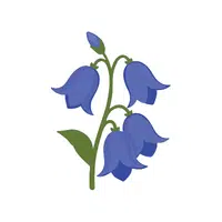 Bluebell