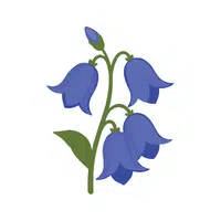 Bluebell