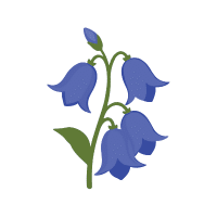 Bluebell