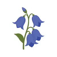 Bluebell