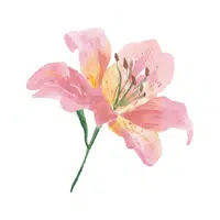 Bog Lily