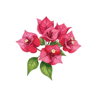 Bougainvillea