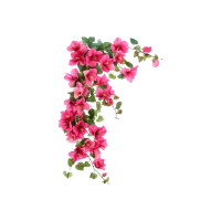 Bougainvillea