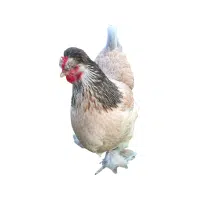 Brahma