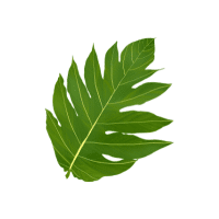 Breadfruit