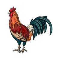 Broiler