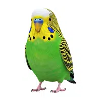 Budgerigar