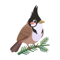 Bulbul
