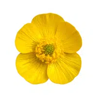 Buttercup