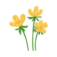 Buttercup