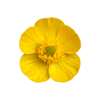 Buttercup