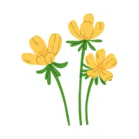 Buttercup