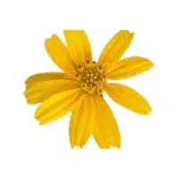 Butterdaisy