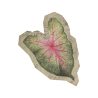 Caladium