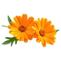Calendula