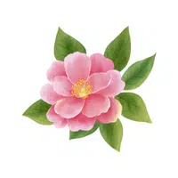 Camellia