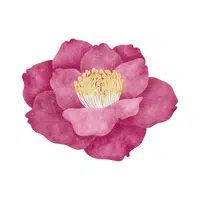 Camellia