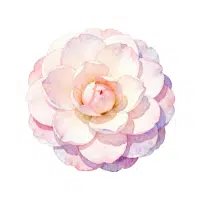Camellia