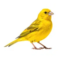 Canary