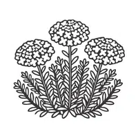 Candytuft
