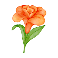 Canna Lily