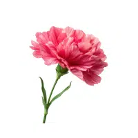 Carnation