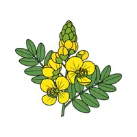 Cassia