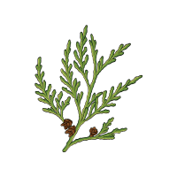 Cedar