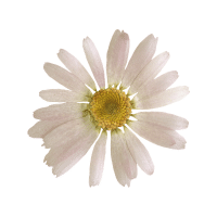 Chamomile