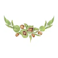 Chestnut