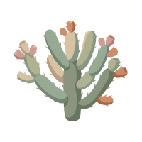 Cholla