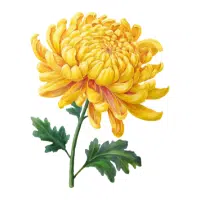 Chrysanthemum