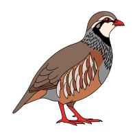 Chukar