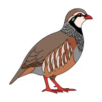 Chukar