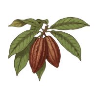 Cocoa