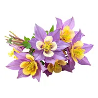 Columbine