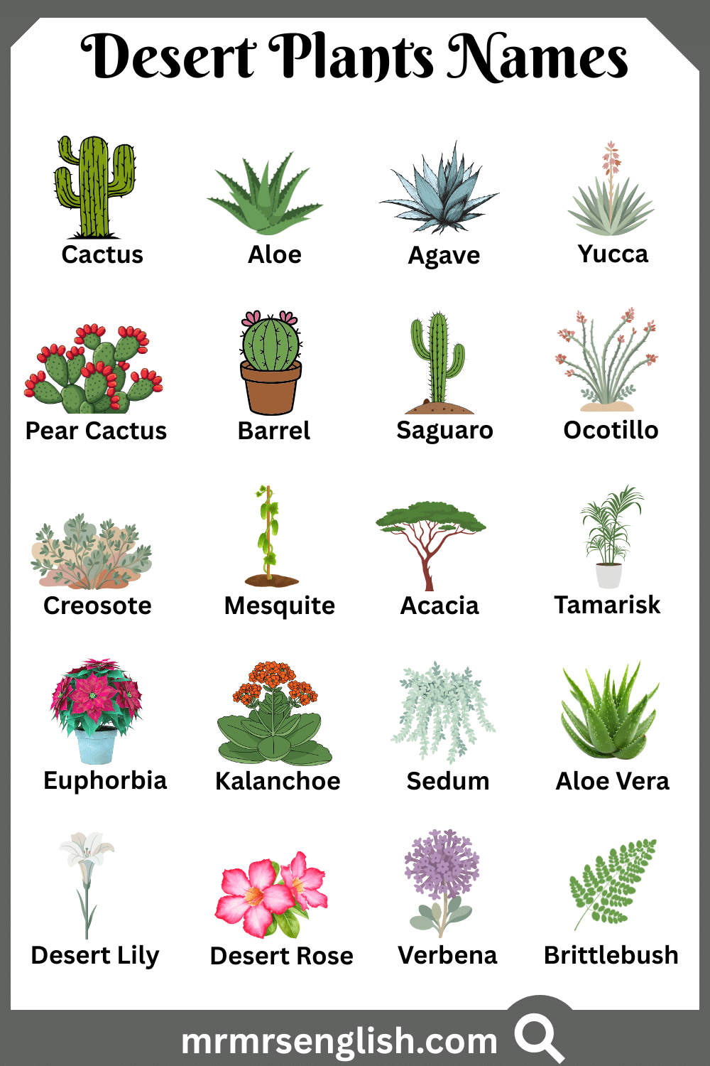 Common Names of Desert Plants in English with Pictures