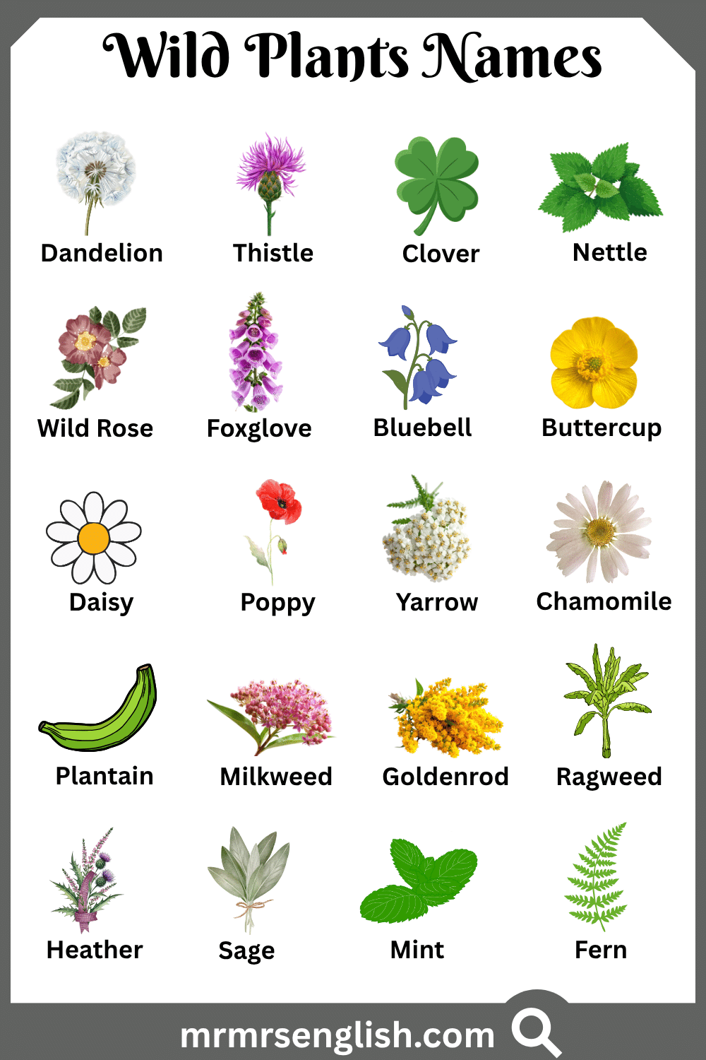 Common Names of Wild Plants in English with Pictures