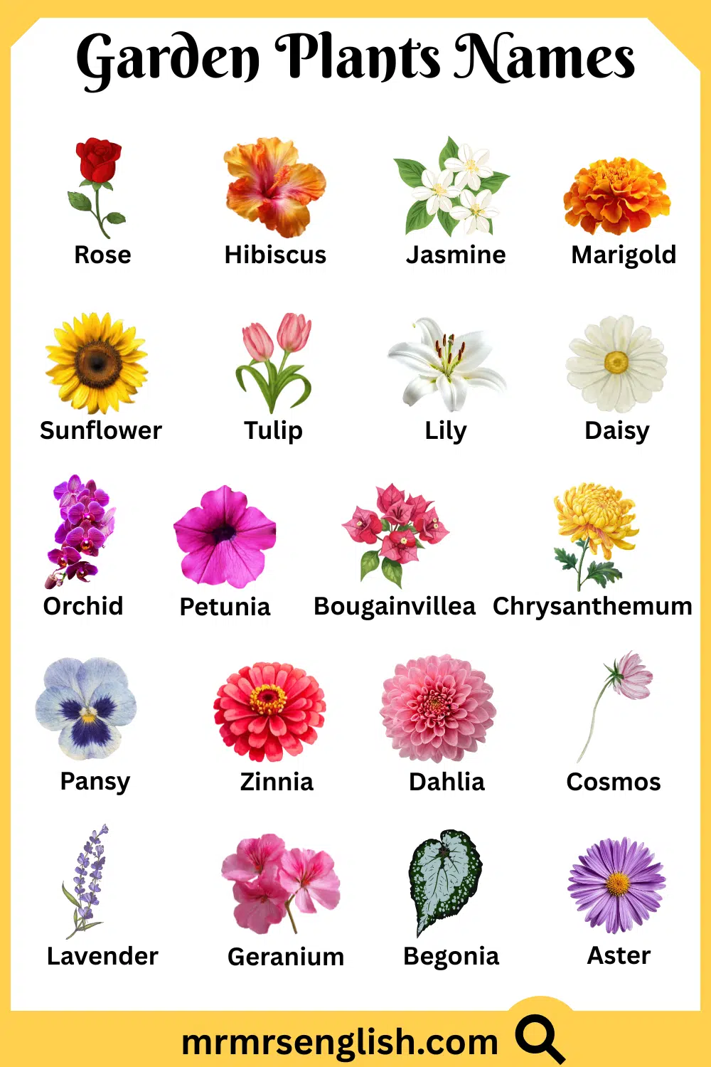 Common Names of Garden Plants in English with Pictures