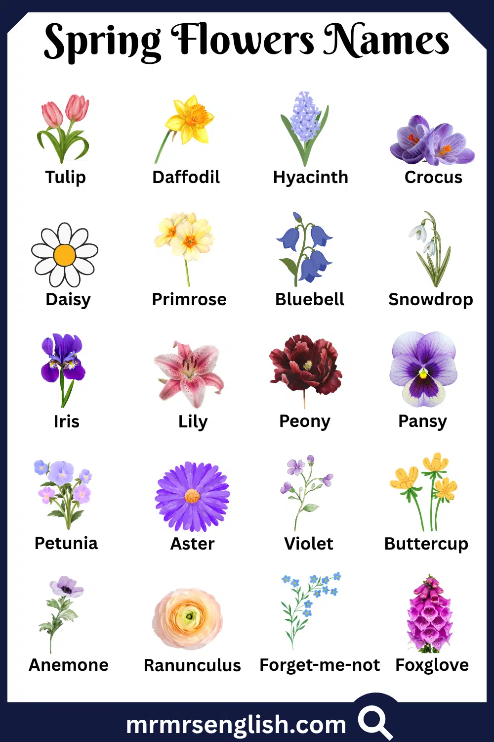 Common Names of Spring Flowers in English with Pictures