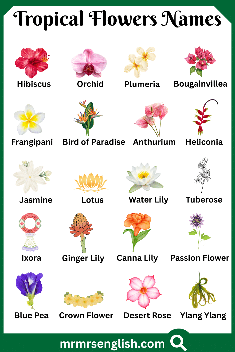 Common Names of Tropical Flowers in English with Pictures