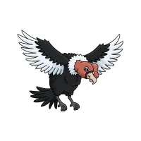 Condor